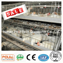 Poultry Farm Chicken Cage System